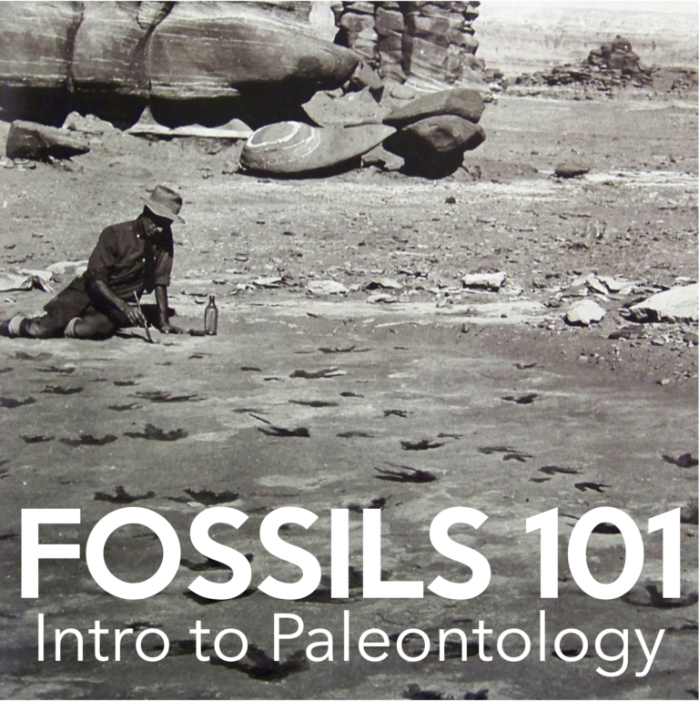 Fossils 101: Intro to Paleontology